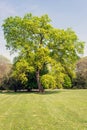 Oak is a genus of plants belonging to the Fagaceae family Royalty Free Stock Photo