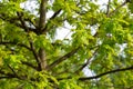 Oak green leaves summer day