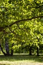 Oak grove forest in sunny weather in summer