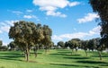 Oak grove on a green grass field, under a blue sky in Sping