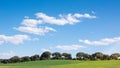 Oak grove on a green grass field, under a blue sky. Peacefull landscape Royalty Free Stock Photo