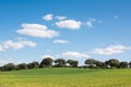Oak grove on a green grass field, under a blue sky. Nice wallpaper Royalty Free Stock Photo