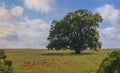 Oak growing in a poppy field in spring Royalty Free Stock Photo