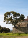 Oak growing on a stone wall