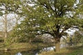 A spreading oak tree by the river in the early autumn sunshine