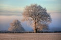 Oak with hoar frost, Cotswolds Royalty Free Stock Photo