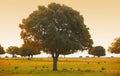 Oak holms, ilex in a mediterranean forest. Cabaneros park, Spain Royalty Free Stock Photo