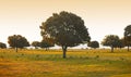 Oak holms, ilex in a mediterranean forest. Cabaneros park, Spain Royalty Free Stock Photo