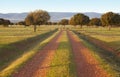 Oak holms, ilex in a mediterranean forest. Cabaneros park, Spain Royalty Free Stock Photo