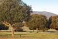 Oak holms, ilex in a mediterranean forest. Cabaneros park, Spain Royalty Free Stock Photo