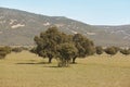 Oak holms, ilex in a mediterranean forest. Cabaneros park, Spain Royalty Free Stock Photo