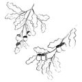 Oak ink illustration. Texture minimal plants drawing set. Simple nature branches and leaves artworks group. Royalty Free Stock Photo