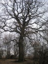 Oak-its age of 250 years. A mighty tree has spread its branches in different directions.