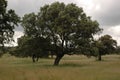 Oak landascape of the meadow Royalty Free Stock Photo