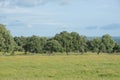 Oak landascape of the meadow Royalty Free Stock Photo