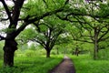 Oak lane in th park Royalty Free Stock Photo