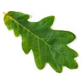 Oak leaf Royalty Free Stock Photo