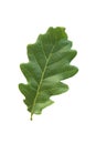 Oak leaf Royalty Free Stock Photo