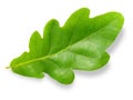 Oak leaf. Royalty Free Stock Photo