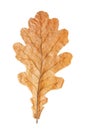 Oak leaf