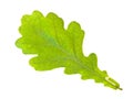 Oak leaf Royalty Free Stock Photo