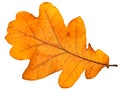 Oak leaf Royalty Free Stock Photo