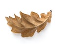 Oak Leaf Royalty Free Stock Photo