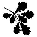 Oak leaf, acorn and branch isolated silhouette, ecology stylized