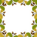 Oak leaf and acorn in color, liner, border Royalty Free Stock Photo