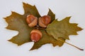 Oak leaf and acorn.