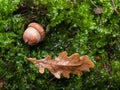 Oak leaf and acorn on forest floor Royalty Free Stock Photo