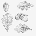 Oak leaf and acorn. Hand drawn illustration Royalty Free Stock Photo