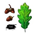 Oak leaf and acorn vector drawing set. Forest elements.
