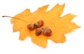 Oak leaf and acorns Royalty Free Stock Photo