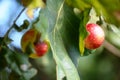 oak leaf affected by pathological growth