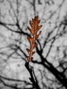 oak leaf in autumn Royalty Free Stock Photo