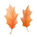 Oak leaf autumn set. Watercolor illustration. Fall season bright foliage collection. Vibrant color autumn oak fallen