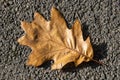 Oak leaf background which has brown leaves in the autumn fall Royalty Free Stock Photo
