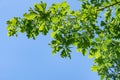 Oak leaf branches summer sunny day Royalty Free Stock Photo