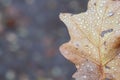 Oak leaf, brown autumn with dew drops Royalty Free Stock Photo