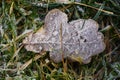 Oak leaf covered with frost Royalty Free Stock Photo