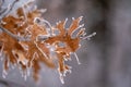 Oak leaf covered in rime ice - selective focs, shallow depth of field in Minnesota