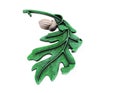 Oak leaf 3d render, on a white background Royalty Free Stock Photo