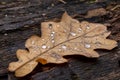 Oak leaf with dew drops on the background of a blurred tree trunk Royalty Free Stock Photo