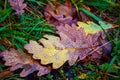 Oak leaf with dew drops in the grass Royalty Free Stock Photo