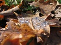 Oak leaf with dew drops. Royalty Free Stock Photo