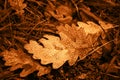 Oak leaf with dew drops. Vintage golden effect. Royalty Free Stock Photo