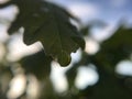 Oak leaf and a drop of water Royalty Free Stock Photo