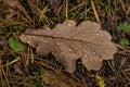 An oak leaf in drops of water lying on the ground in the autumn forest after the rain Royalty Free Stock Photo