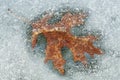 Oak Leaf Encased in Ice Royalty Free Stock Photo